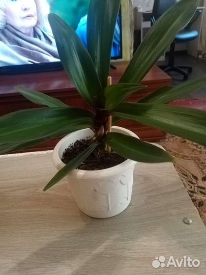 Традесканция рео