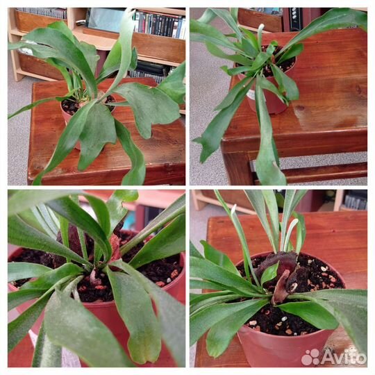 Платицериумы