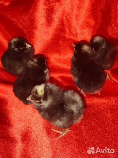 Домашняя птица, гусята, цыплята, утята