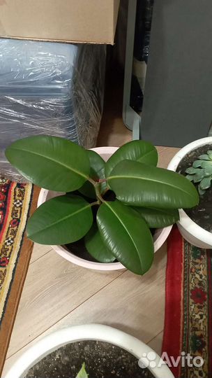 Цветы для дома и офиса