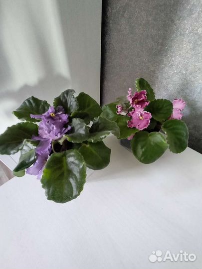 Цветущие фиалки, гибискус (детка)