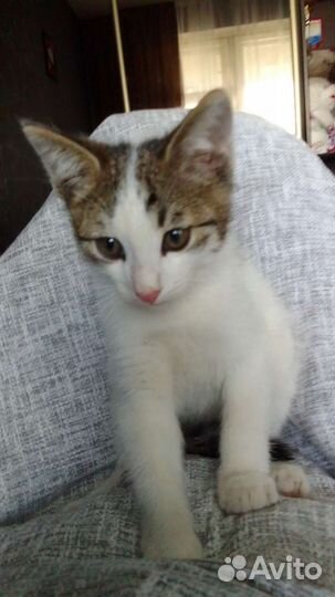 Европейская