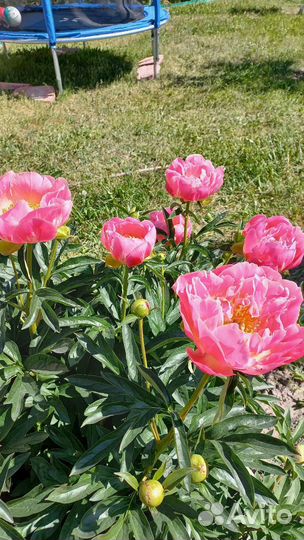 Деленки пионов