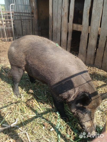 Продам кабанов возраст 3 месяца.Сикач 6лет