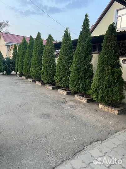 Туи смарагд,колумна,шаровидные карликовые