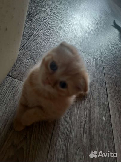 Британская кошка