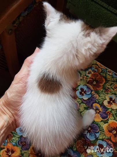 Котенок девочка