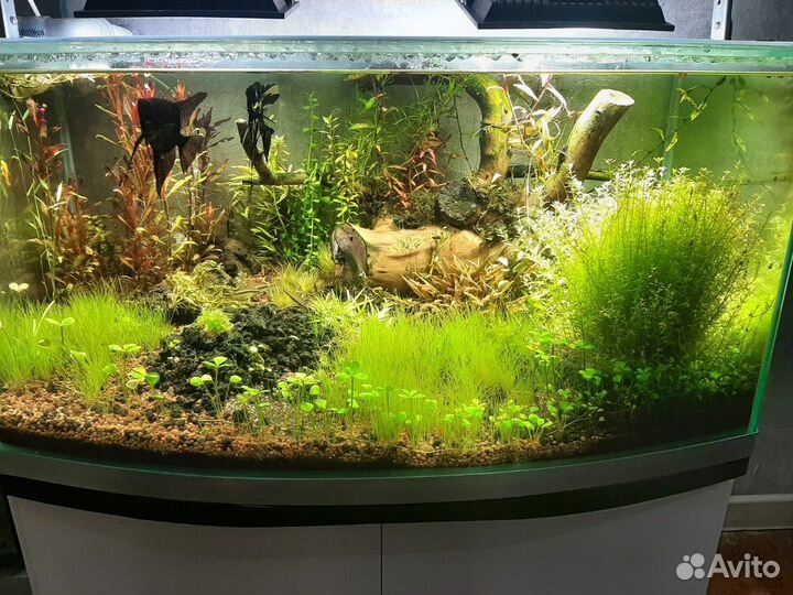 Аквариум панорамный 180л