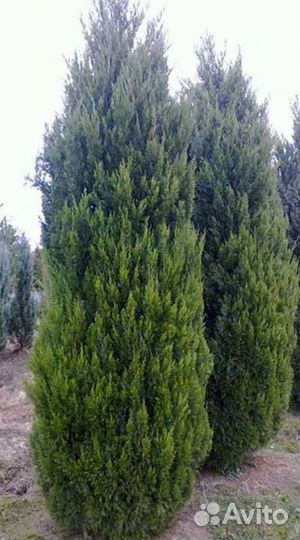 Можжевельник спартан