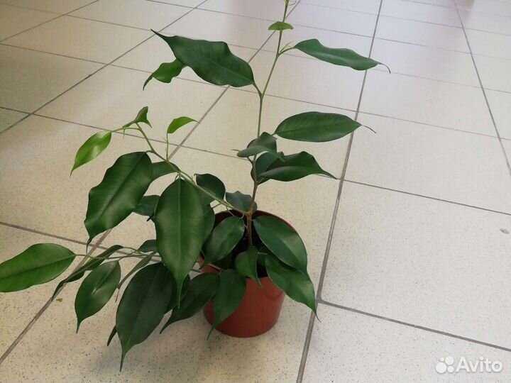 Фикус бенджамина