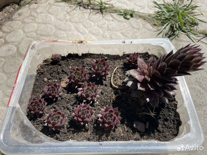 Молодило каменная роза