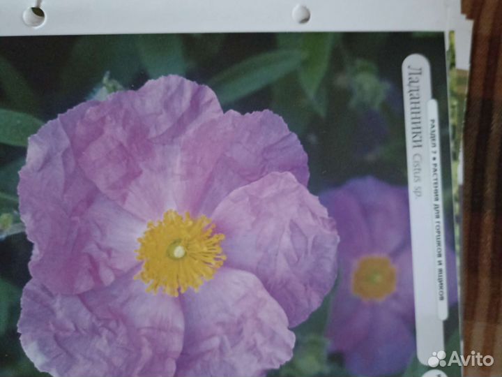 Альбом по цветам