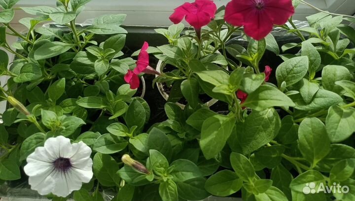 Петуния Тайдел Лизимахия Вербейник