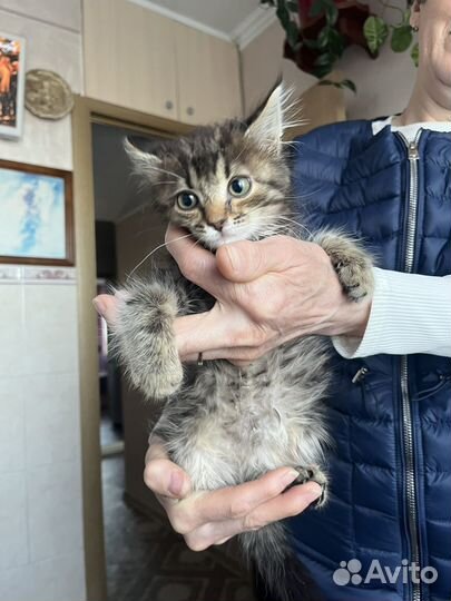 Котенок Пушок