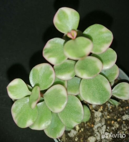 Суккулент. Портулакария афра вариегата