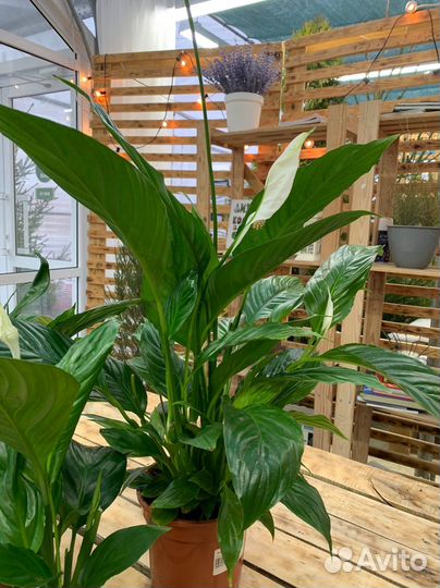 Спатифиллум