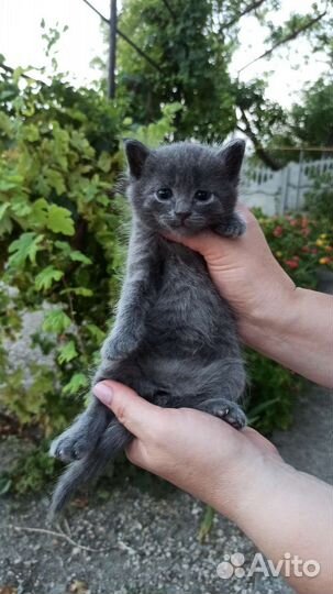 Котята 4шт в добрые руки (мальчики)