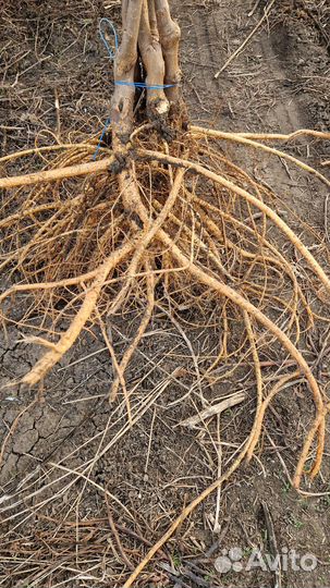 Саженцы шелковица