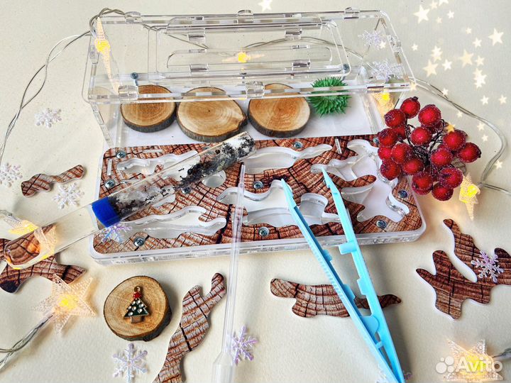 Муравьиная ферма с муравьями - жнецами