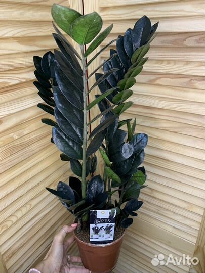 Замиокулькас черный Равен