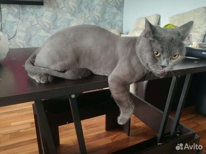 Стрижка кошек и собак