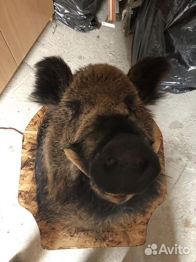 Чучело дикого кабана (с подсветкой)