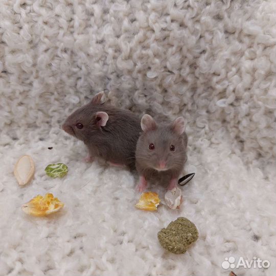 Хомячки кэмпбелла