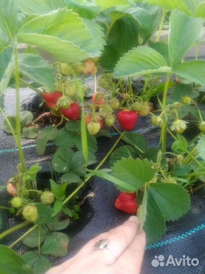 Рассада ремонтантной клубники