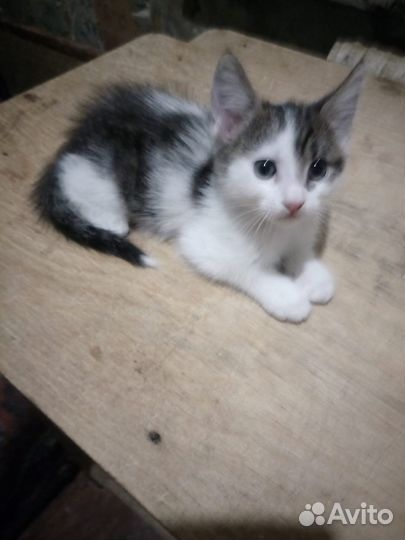 Котята мейн-куна полукровки