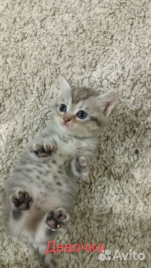 Шотландские котята