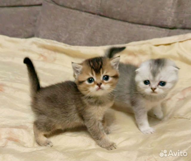 Шотландские