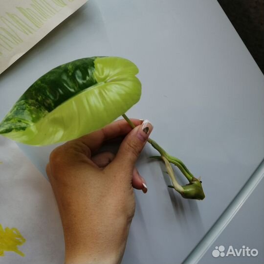 Наборы растений бурле макс вар сингониум ред андер