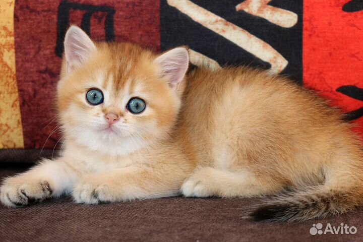 Котятк золотые британские шиншиллы