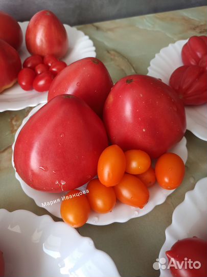 Семена коллекционных сортов томатов