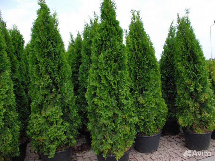 Оптом смарагд туи