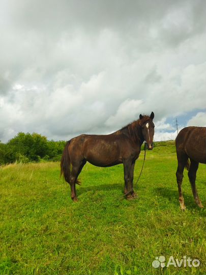 Лошадь кобыла