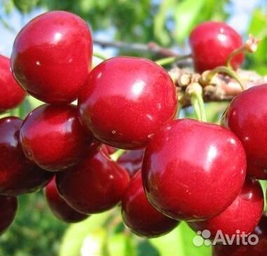 Саженцы груши, сливы,черешни, яблони