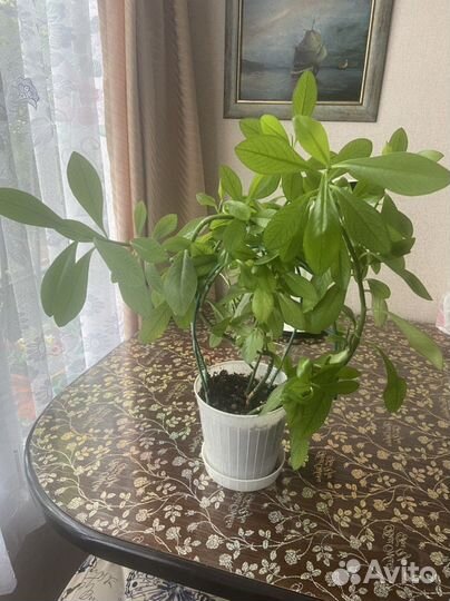 Синадениум гранта, в народе дерево любви