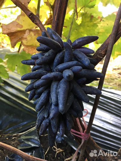 Саженцы и черенки винограда Аватар, Рататуй и др