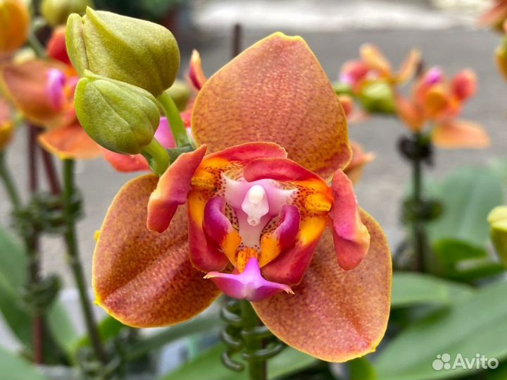 Орхидея Mainshow Butterfly 3-lips