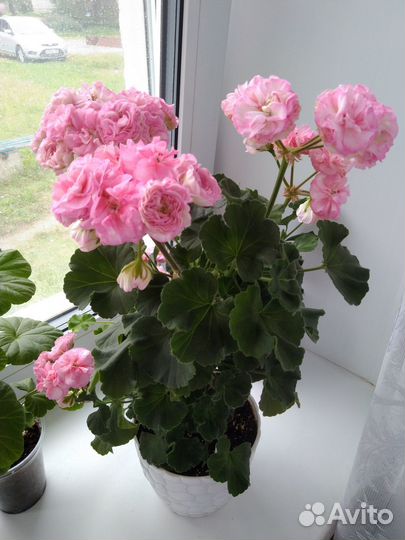 Пеларгония герань сортовая