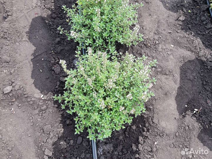 Кустики тимьяна