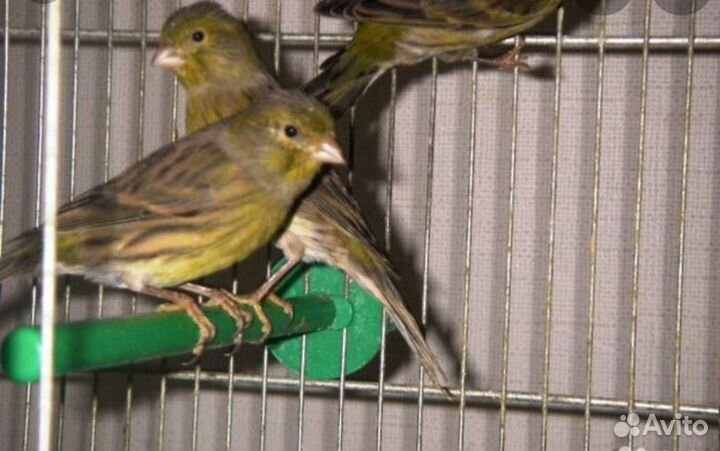 Канарейки, кенор