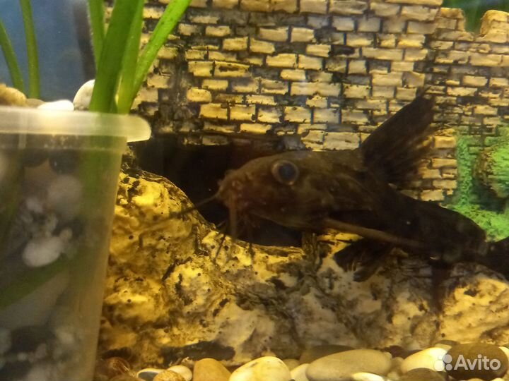 Синодонтис сом перевертыш