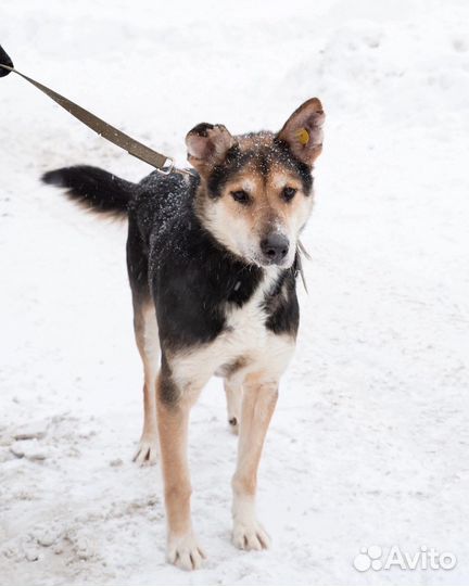 Собака в добрые руки