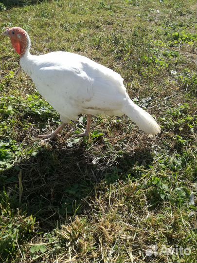 Индюшки белая широкогрудая