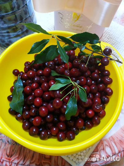 Вишня саженцы