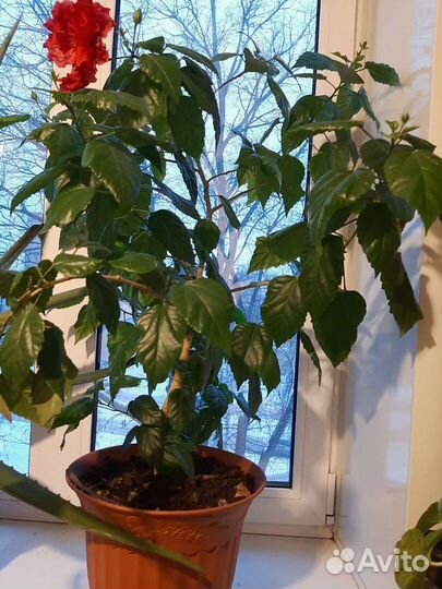 Денежное дерево