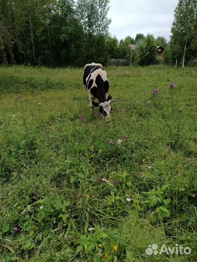 Телка стельная