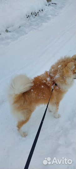 Собака акита ину